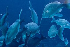 Atlantis Resort Bahamas: Aquarium