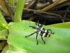 Dominica Ecotourism: Insects Near the Boiling Lake